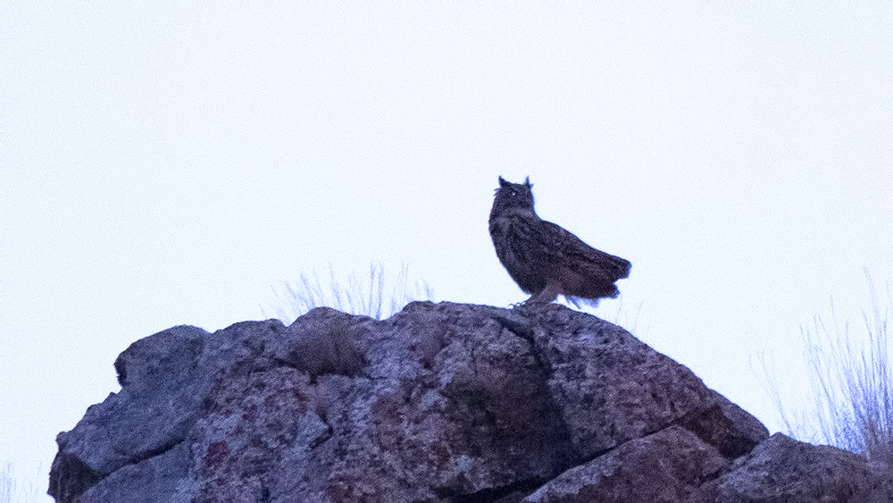Eurasian Eagle-Owl
